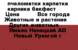 пчеломатки карпатка карника бакфаст F-1 › Цена ­ 800 - Все города Животные и растения » Другие животные   . Ямало-Ненецкий АО,Новый Уренгой г.